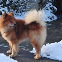 Following pictures of my Eurasier-dogs, here: Eyko-Jacomo vom Bahnhof-Zoo.