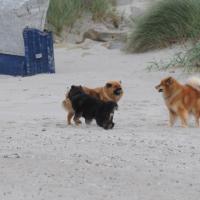 Eyko-Jacomo, Désirée and Einstein run along the beach. Einstein sees for the first time the sea. 