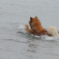 Eyko-Jacomo liebt das Meer mit und ohne Wellen, er holt 20, 30 Mal den Stock.  